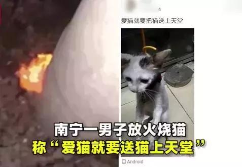 虐猫怎么处理最好,为什么虐猫的越来越多了