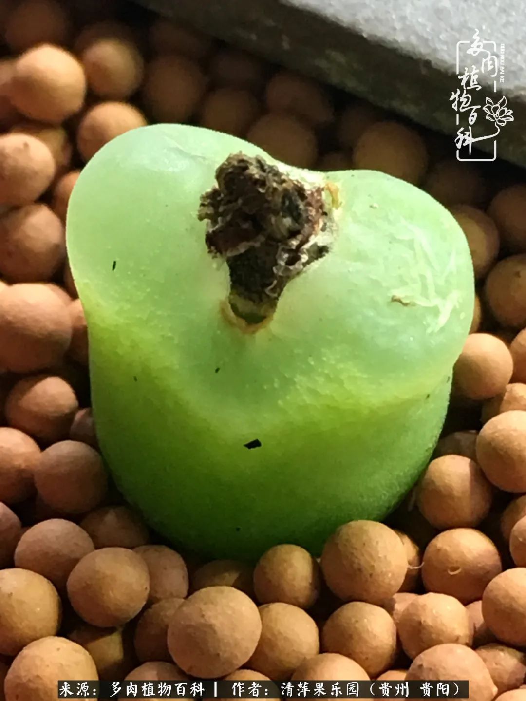 生石花庭院,晶莹剔透的生石花