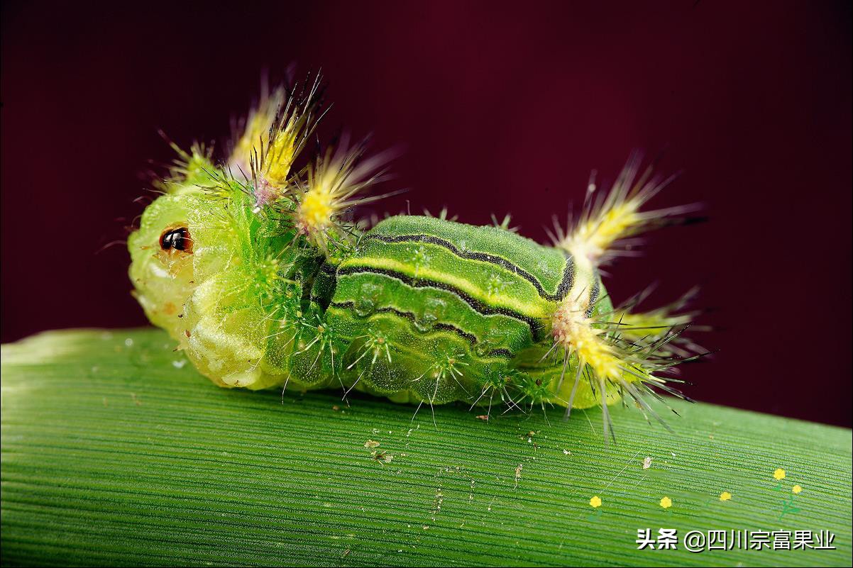 梨树上出现黄色层是什么病,梨树树干出现黄色层是什么病