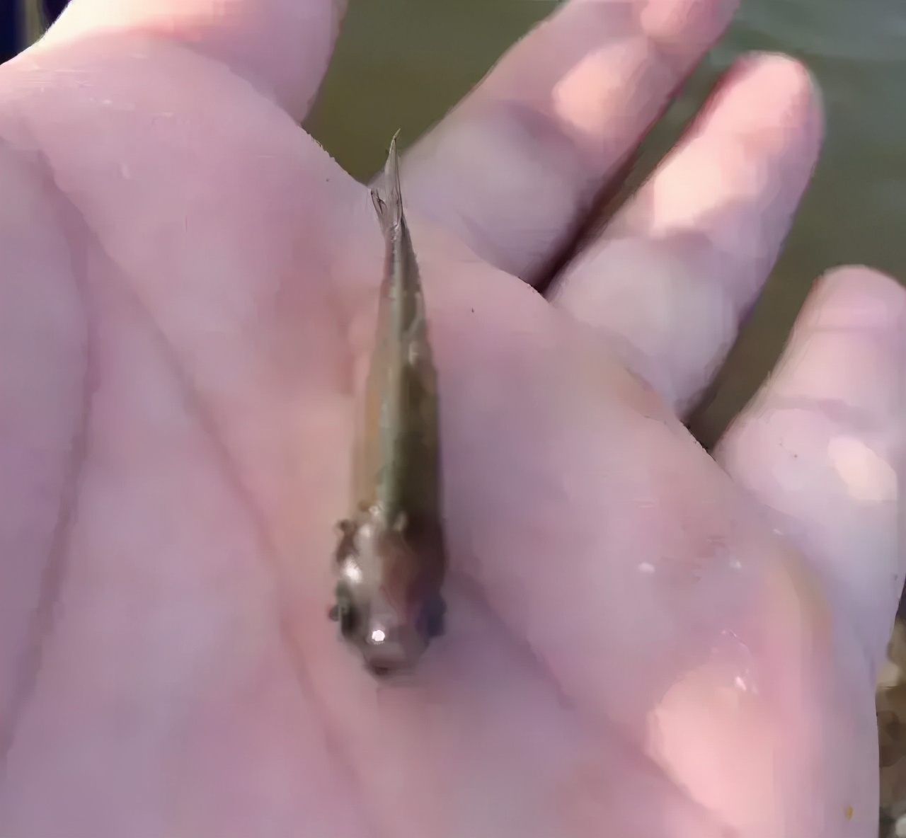 鱼苗白尾什么原因,鱼苗白嘴病的治疗