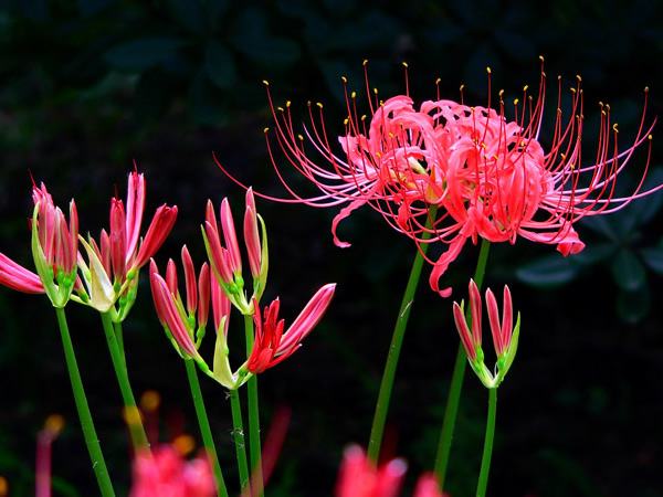 四种有毒花大家必须要了解,和金银花一样的有毒的花是什么