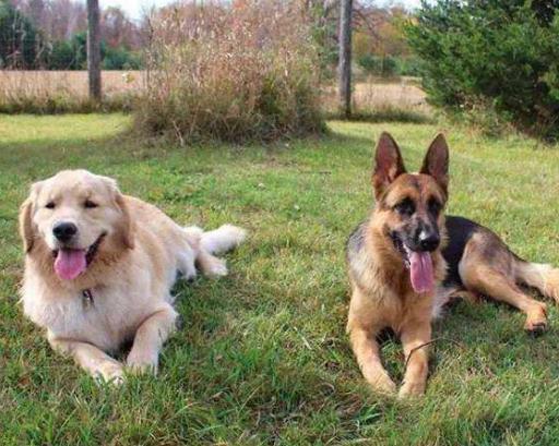 小德牧几个月开始训练放羊,德牧幼犬多少天开始训练