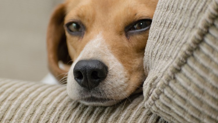 伤害汪汪健康的“吃纸”,必须根儿上杜绝