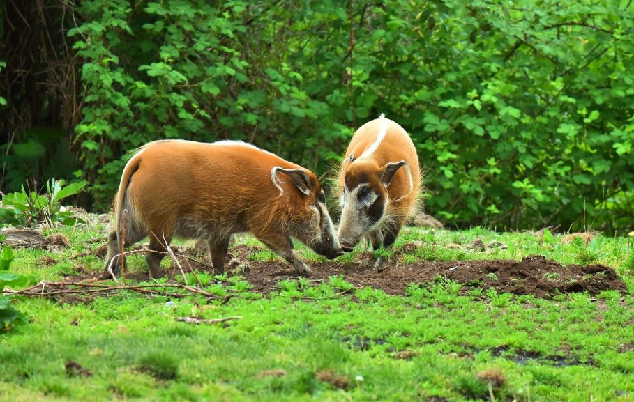 为什么动物都不用吃盐人不吃盐,野生动物没吃盐怎么回事