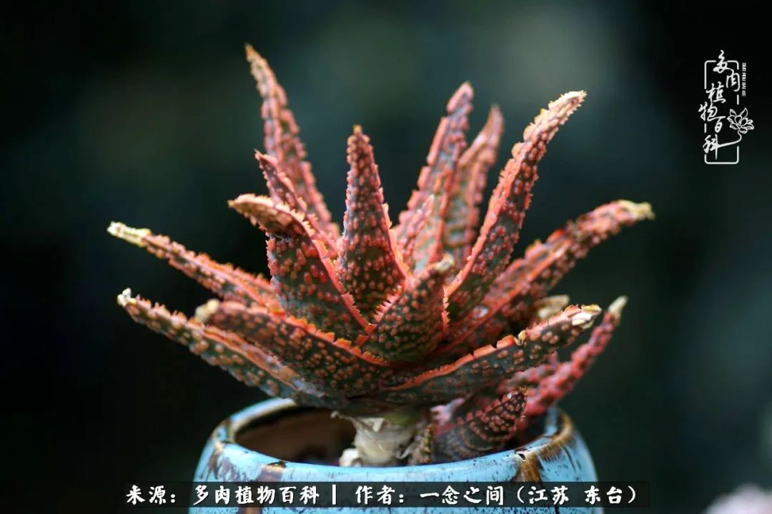 一见多肉误终生,一见多肉误终生从此钱包成路人