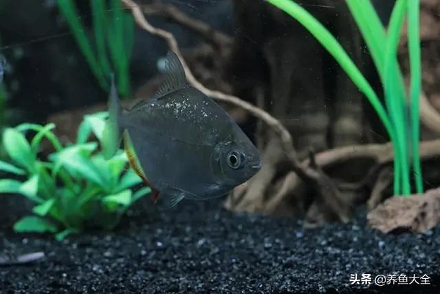 养鱼的鱼缸家里没有怎么办,养鱼没地方放鱼缸