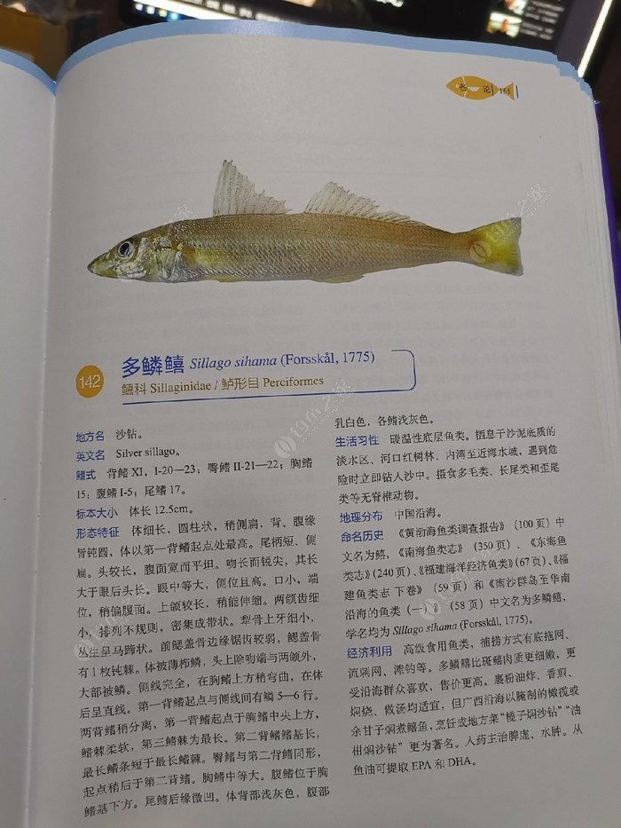 矶钓一竿远,精彩矶钓