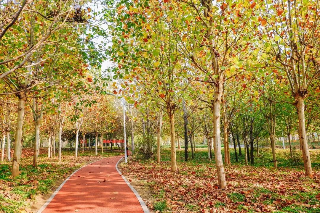 郑州未来发展趋势在哪个区,郑州2019年有啥规划没