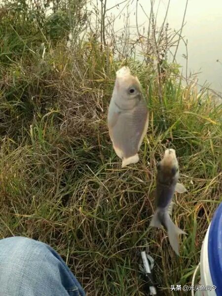 开好的拉丝粉加多了不雾化怎么办,为什么我调的饵料拉丝粉雾化不好