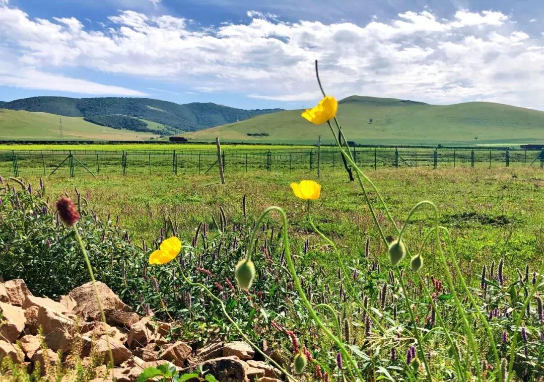 丰宁千松坝秋色,天凉好个秋拍摄