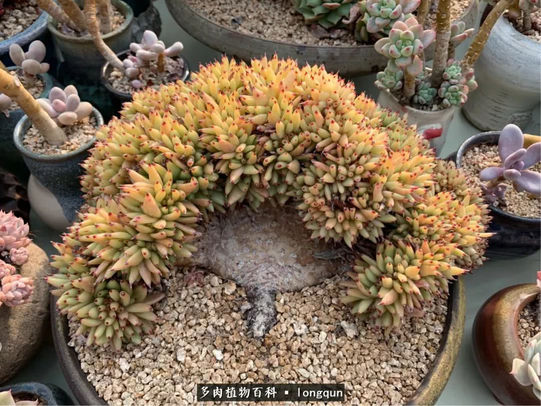 肉叔带你走遍韩国多肉大棚,记一次精彩的采摘之旅