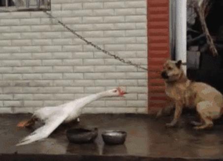 为什么蛇不敢碰鹅屎,为什么蛇不敢咬鹅