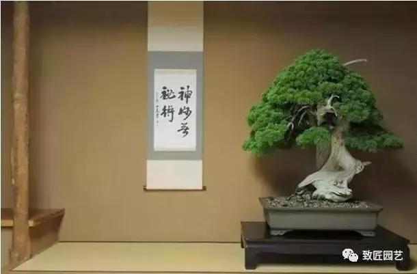 中国最贵盆景一盆600万元 (全世界最贵的100棵盆景多少钱一株)