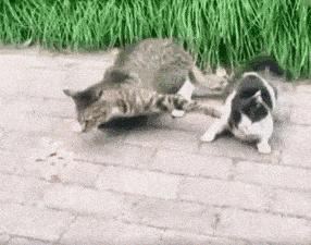 中华田园猫黑猫绿眼,中国田园猫咪黑猫