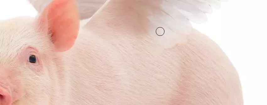 ps花仙子合成教程,ps合成狗狗教程