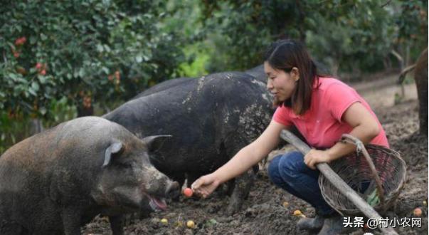 适合农村创业的十大养殖创业项目,返乡创业养殖有哪些扶持政策