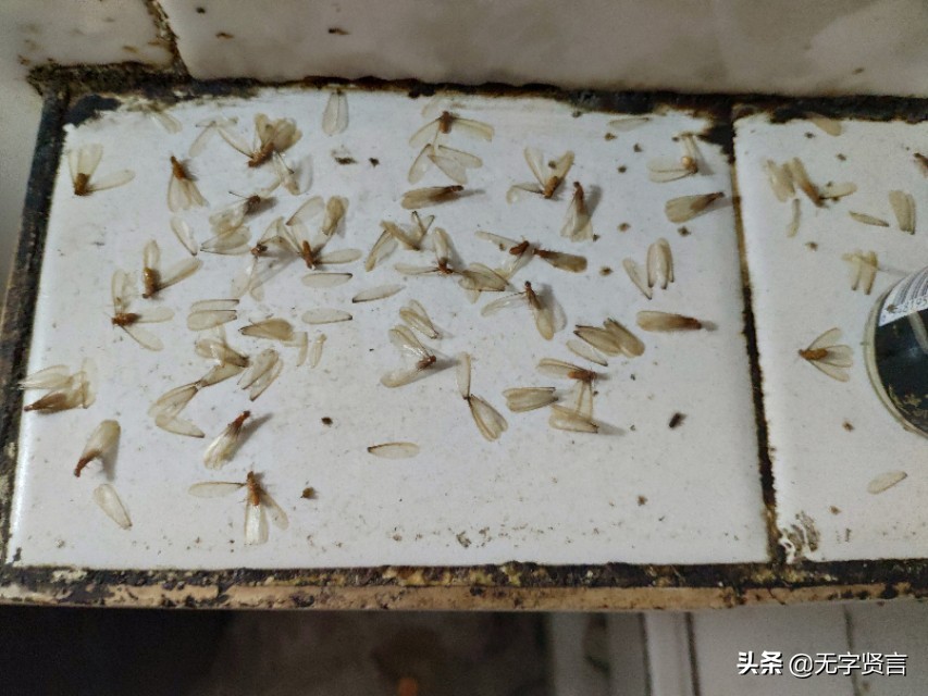 雨后家里全是小飞虫怎么办,夏天雨后出现的飞虫