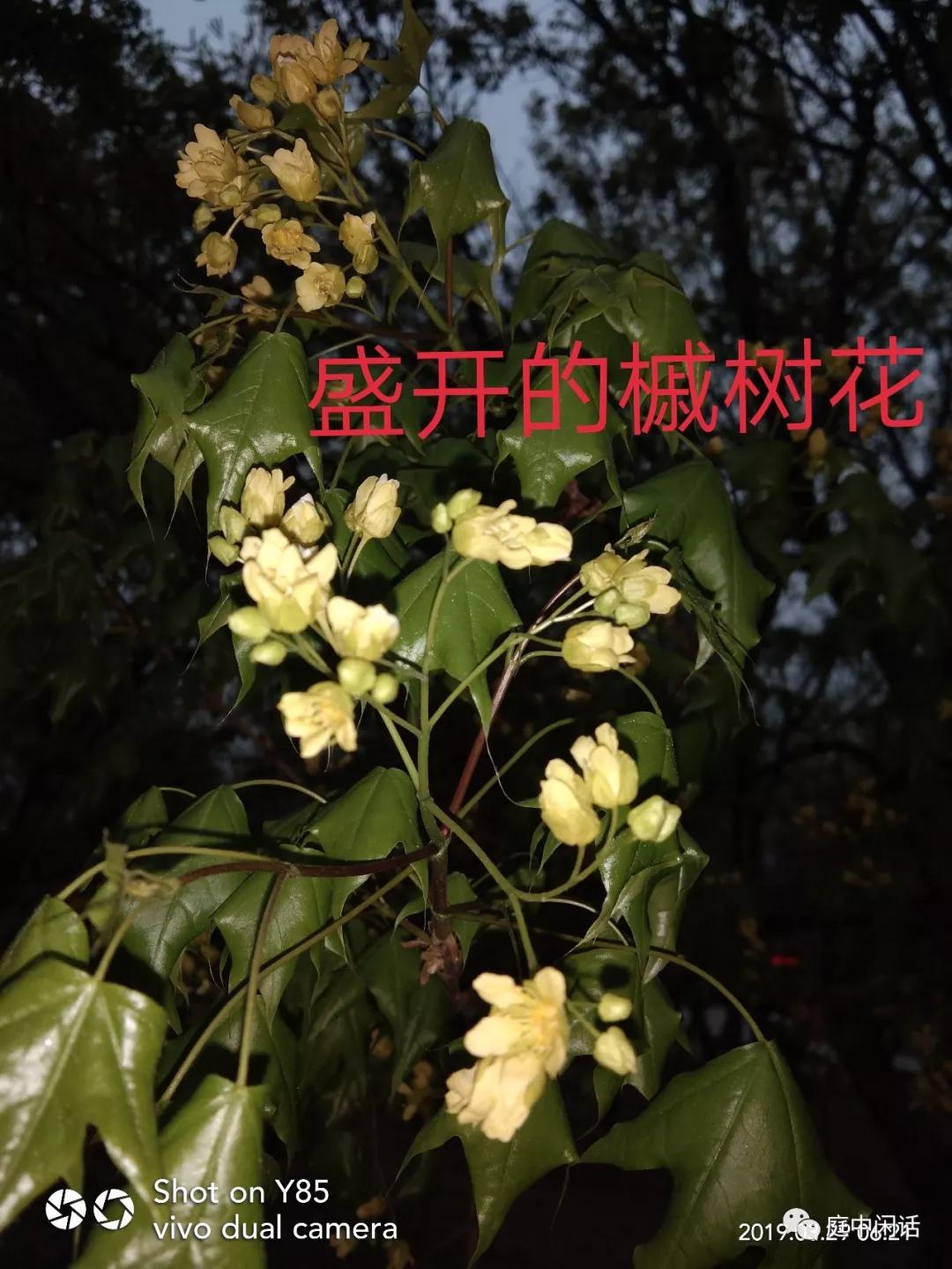 新蕾公园芍药,新蕾公园有什么树