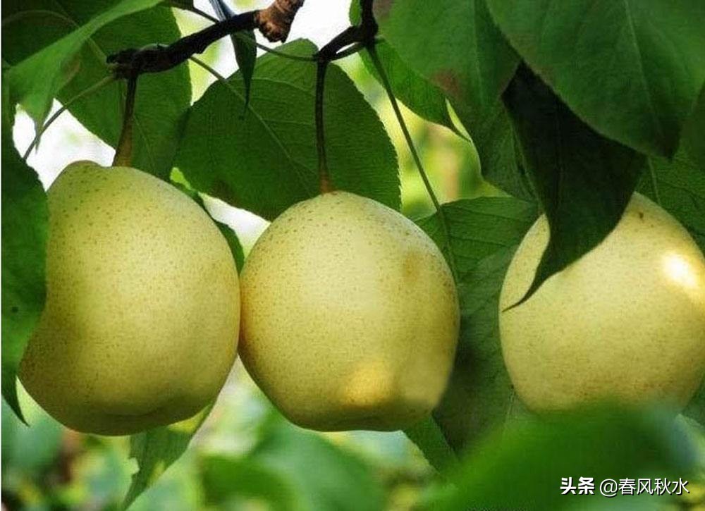 河北有哪些特产水果,河北有哪些特产简单说一下