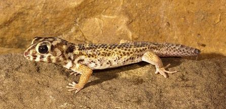 壁虎断尾后为什么尾巴还在乱动,壁虎的断尾逃生能力是怎么来的