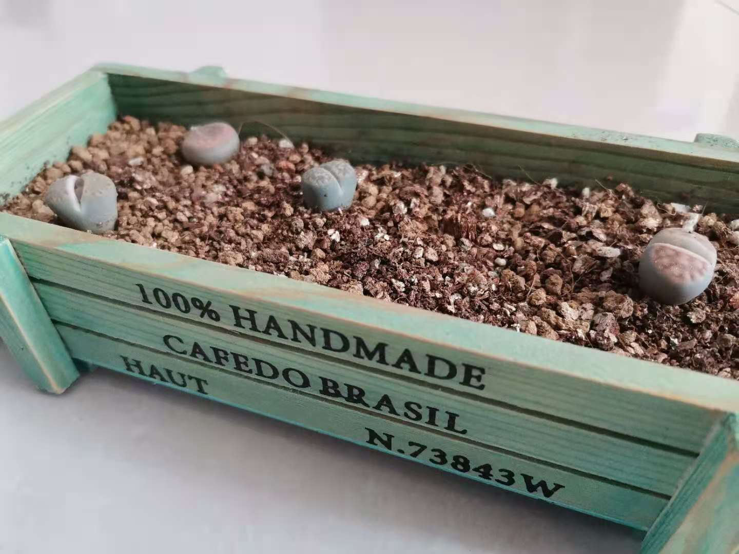 记录我养生石花踩过的坑，总结这八点让你的生石花长得饱满又艳丽