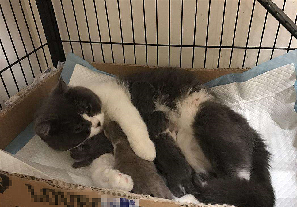 如果母猫不断奶会有乳腺炎,母猫断奶后需不需要打回奶针