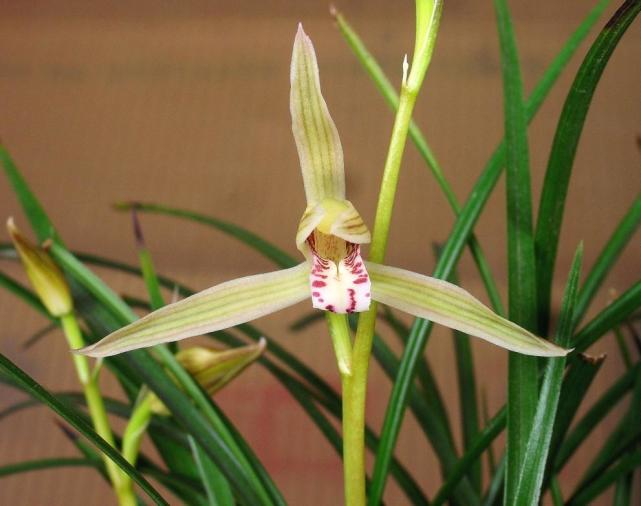 大理云龙县莲瓣兰,莲瓣兰滇西红缘