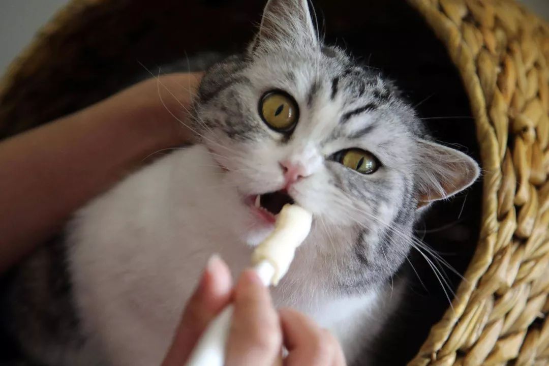 怎么预防猫咪黑下巴,三分钟搞定猫咪黑下巴问题