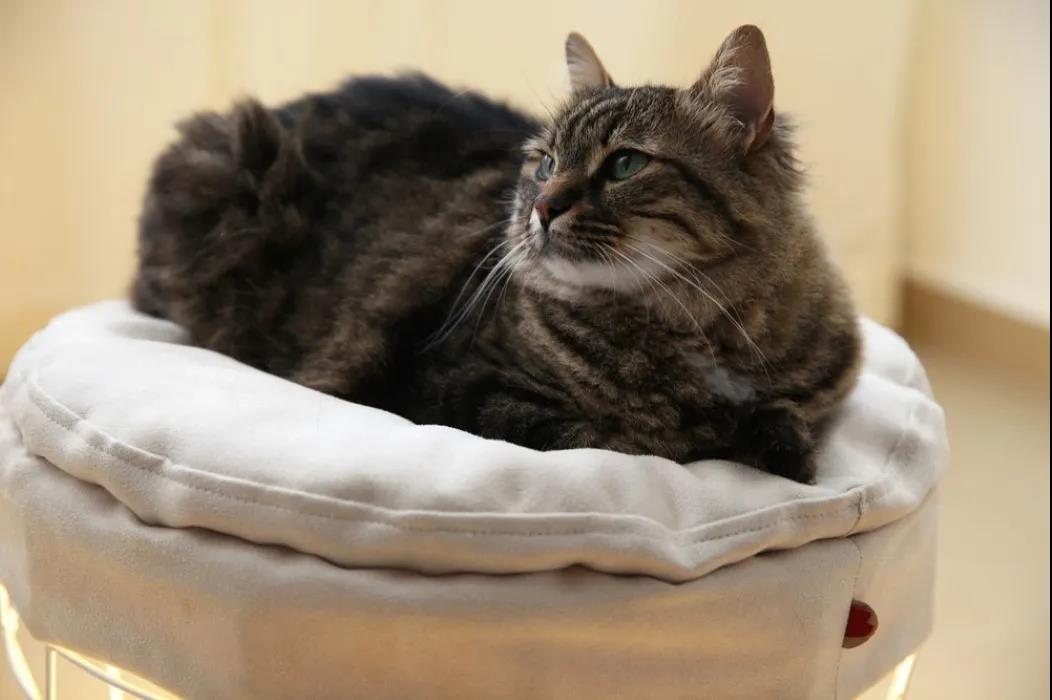 未来5年宠物智能产品,宠物产品logo设计