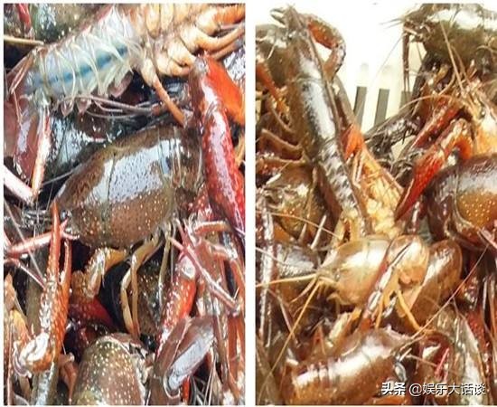 龙虾地笼网捉龙虾的原理,地笼野外捕龙虾注意事项