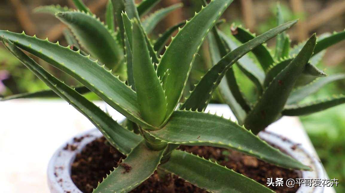 绿萝吊兰能活多久,怎么拯救要死的绿萝