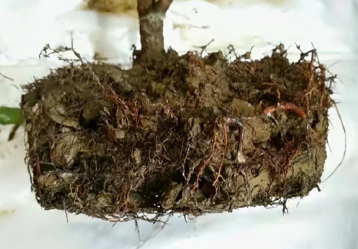 米兰花的上盆及养护,米兰上盆