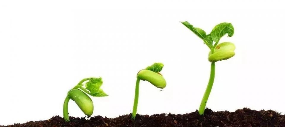 种植牙的牙冠是粘的还是上螺丝的,种植牙是种到骨头里吗