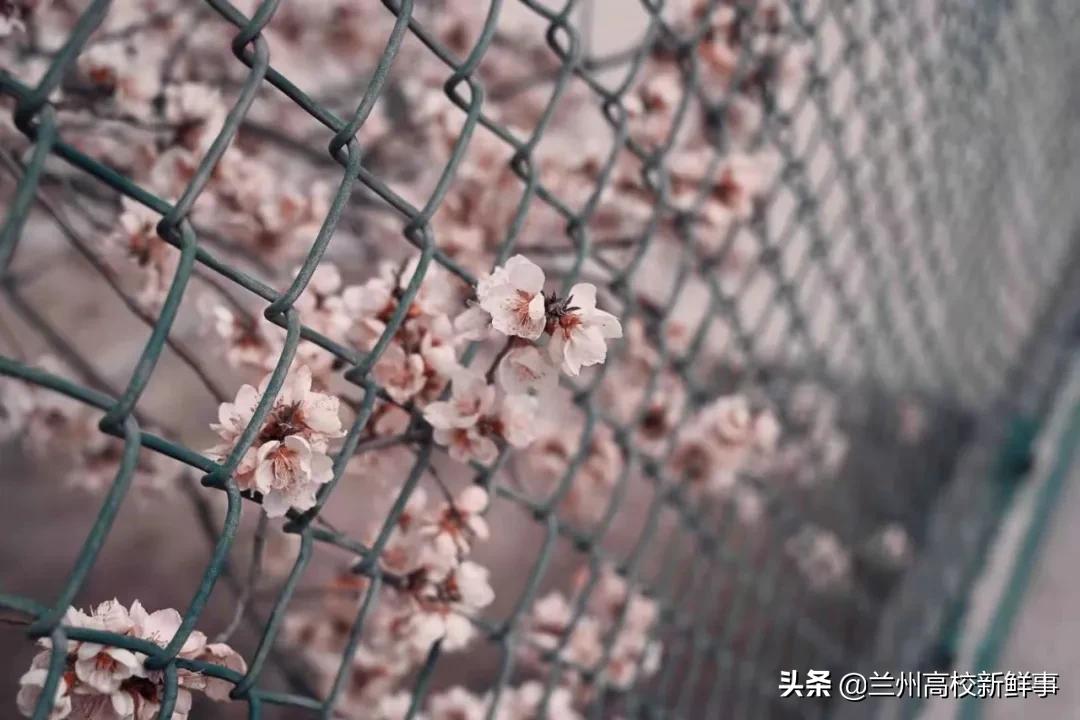 兰财校花,高校校花青春来袭你pick哪一款