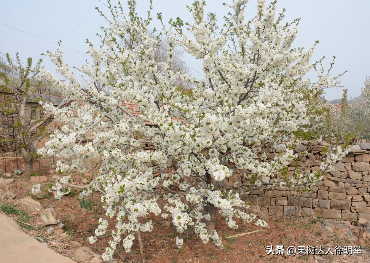 生态果园发展模式,生态果园助推乡村振兴工作