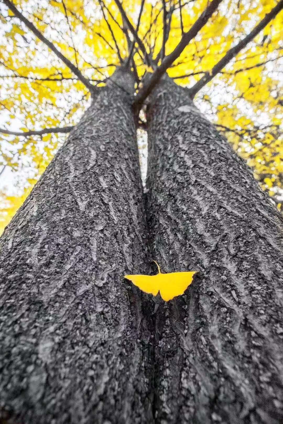清凉寨春节活动,清凉寨枫叶节