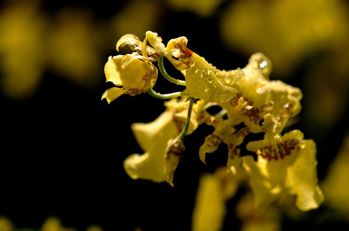 仿真兰花高档上档次,兰花上档次
