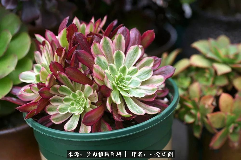 多肉牛群里的“七福神”（下）：男神篇！