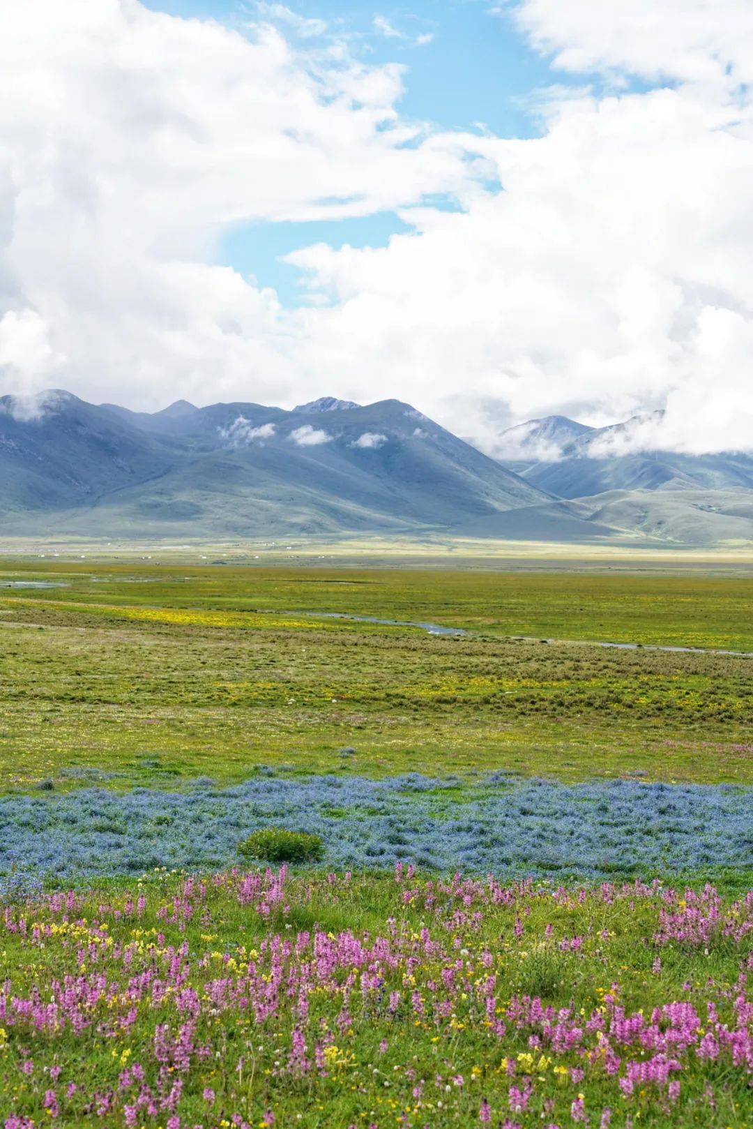 丁真和四川什么关系,丁真背后是谁