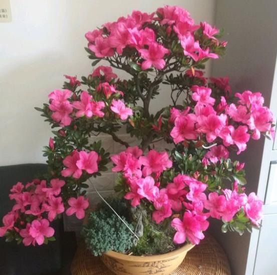 冬天杜鹃花浇什么肥料最好,不要再给枯萎的花浇水了