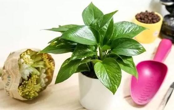 杀虫药配方大全,农用杀虫药最佳配方