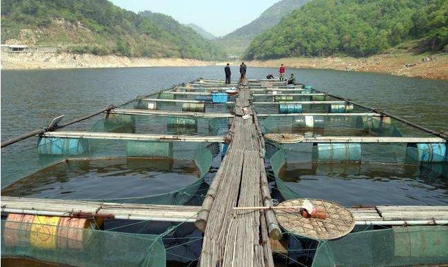 湖北斑点叉尾鮰养殖,斑点叉尾鮰工厂化高密度养殖