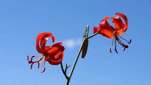 世界上有奇特现象的植物,世界上有哪些奇怪的叶子