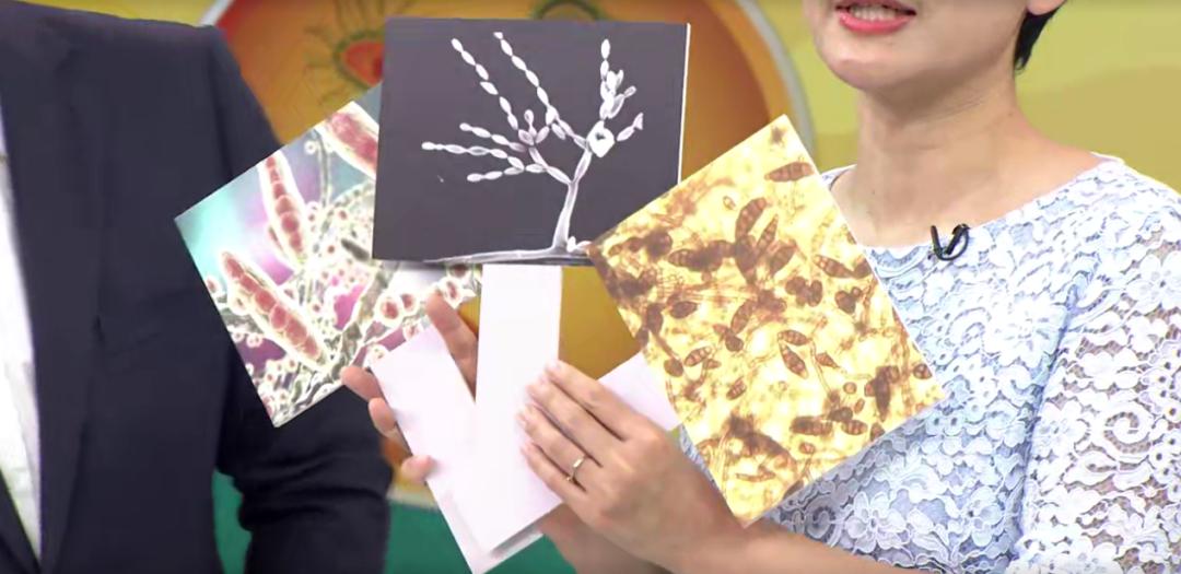 蘑菇孢子进入肺里发芽,菌类孢子进入肺部