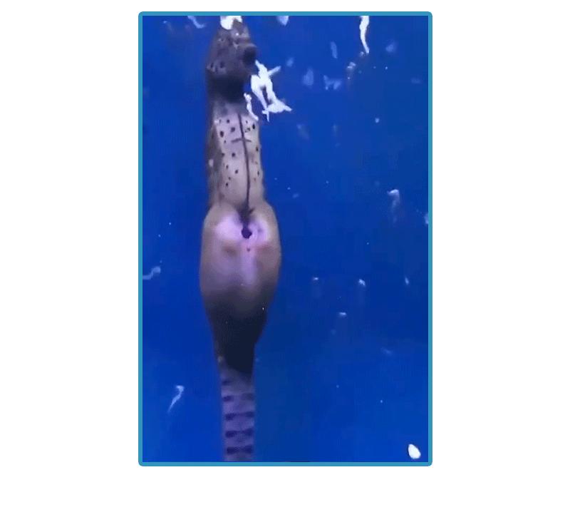 动物世界生蛋的过程,动物世界奇特的分娩方式