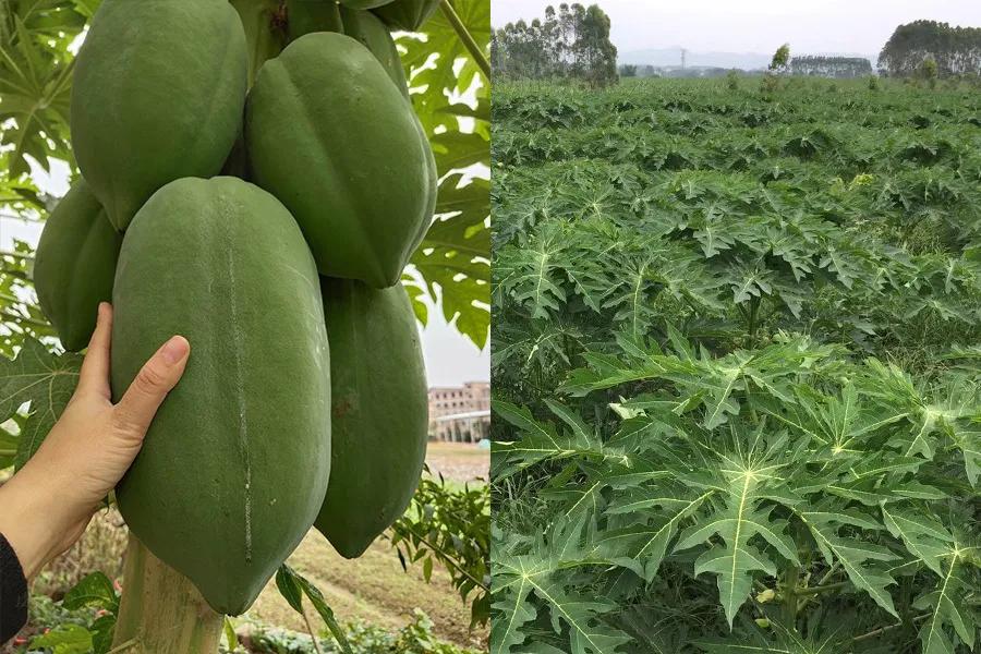 木瓜酸辣又脆又好吃制作方法,怎样做酸脆可口的木瓜