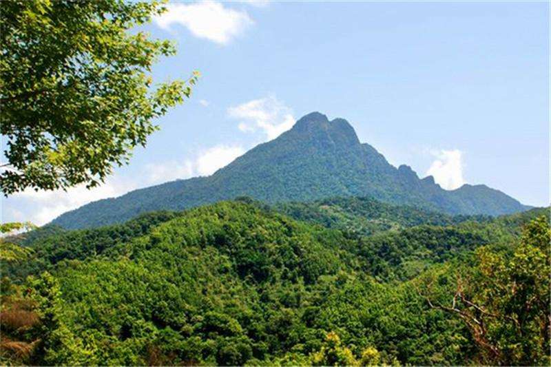 猴腺鸡尾酒背后的阴暗面,猴杯故事梗概