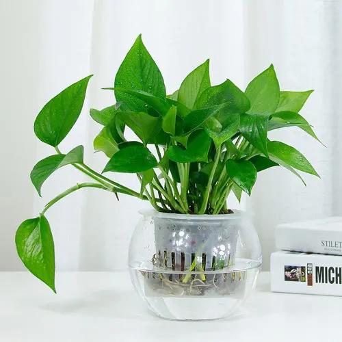 水培绿萝怎么养才长得好,水培绿萝叶子发黄怎么办