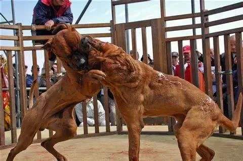 世界上最凶猛的狗排行榜,十种最凶猛的小奶狗