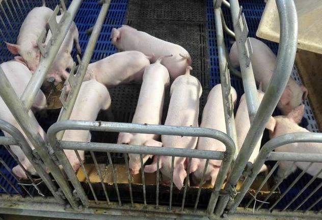 小猪咳喘如何处理,小猪咳喘需要打什么针